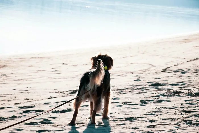 Un chien en laisse sur la plage à La Tranche-sur-Mer